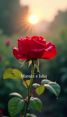 #for #you #video #poetry  heart touching line #urdu English shayari 2025