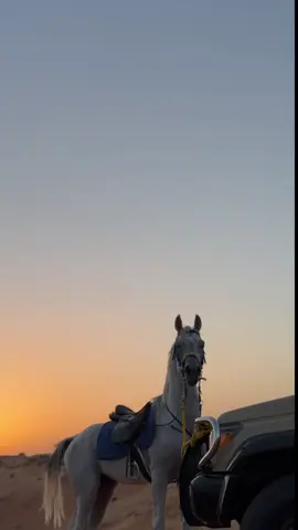 #explore #fyp #explor #ماشاء_الله #مربط_الهيبه_للخيل_العربية #خيل_وخياله🐎 #خيل_عربي_اصيل #horse 