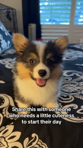 Goooood Morning 🌅 Hope you have a great day! #blazethefluffycorgi #almostFriday #puppy #CorgiTok 