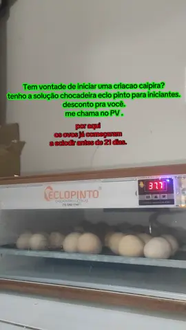 #chocadeiraeclopinto #pintoscaipira #chocadeira #madeinroca #chocadeira 