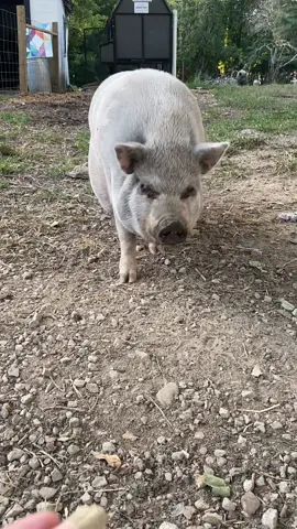 Handing out treats that a sweet friend sent from our Amazon wishlist! Thank you all for always supporting my little farm! #farmlife #animalsanctuary #rescue 