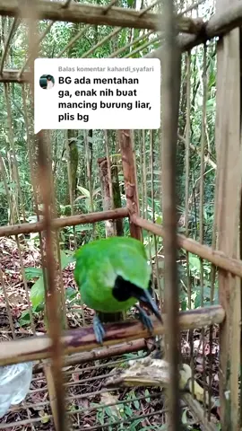 Membalas @kahardi_syafari ini bg pikat cak ijo big #tiktok #mikatburung #cucakijo #fyp #kicaumaniaindonesia 