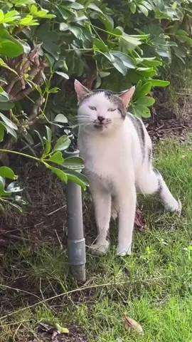 🐱 “Funny Cat Fails 2025 – Try Not to Laugh Challenge!” #funnyanimals #funnycats #funnycatsoftiktok 