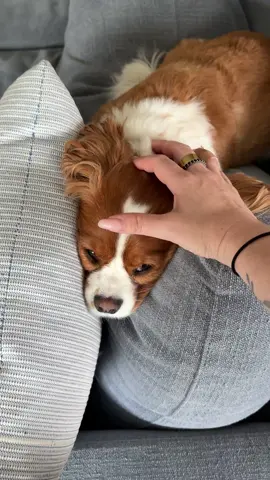 archie baby, the most sensitive little boy. when his family is away he gets very sad, so we make sure he gets extra cuddles so he knows he’s safe ♥️🐾 #dogsitting #cavalierkingcharles #dogs