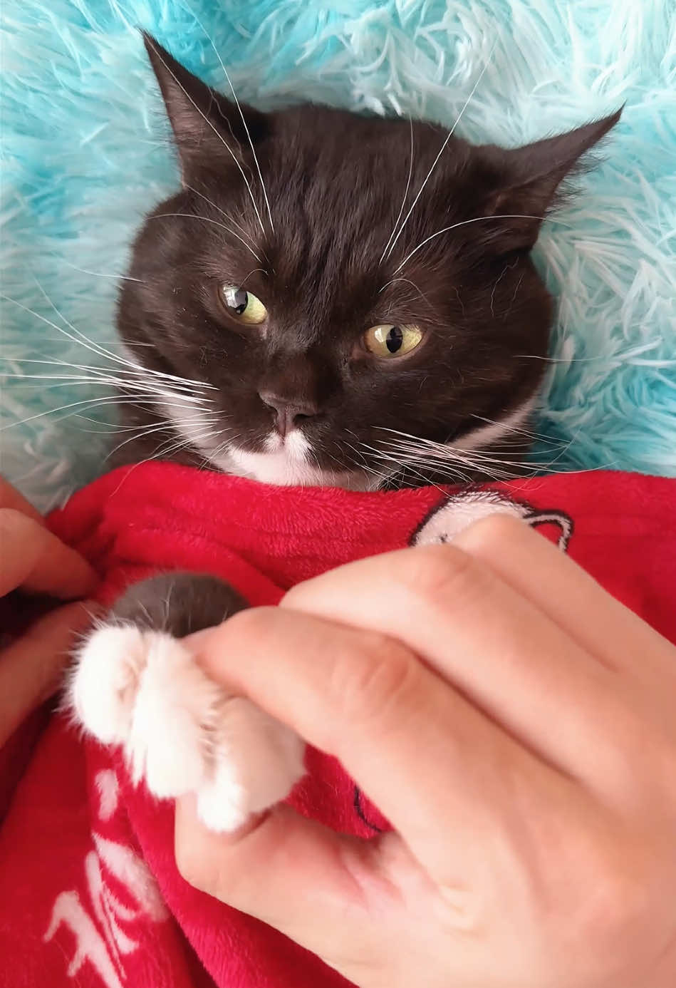 Luna's 758th Day Since Adoption – It's Spa Time Today! #catlover #catspa #cattok #catpick #catnails #groomingtips #nailclipping #CatHack #petcaretips #2in1 #ASMR #fyp 