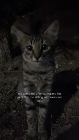 #cat #turkey #xcbayz #fy #fyp #fyppp #viral #blowthisup #relatable 