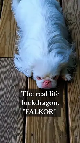 You asked to see him fly, here you go! 🐉🐾 #falkor #fyp #theneverendingstory #80sbaby #80s 