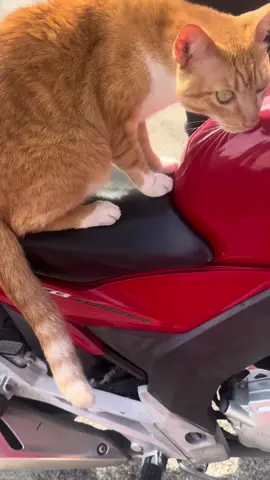 Bob Uber moto , quem precisar só chamar no direct 🤣🤣🤣🤣 #gatosdetiktok #gatinhos #gatolaranja🐱🍊 