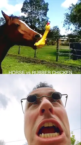 Horse vs Rubber Chicken vs DnB #horse #rubberchicken #dnb 