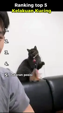 ranking top 5 kelakuan kucing random terlucu #kucinglucu #lucu #hewan #fyp 