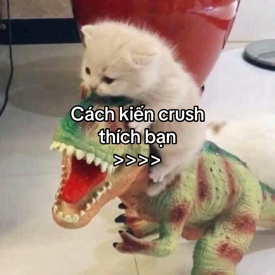 #xuhuong #xh #foryou #fyp #viral #friends #Love #couple #meme #cat 