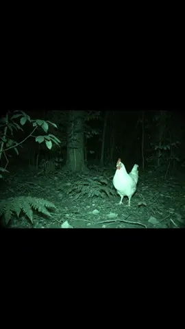 ApAprenda à criar vídeos virais com IA e comece a faturar https://pay.kiwify.com.br/V6YHrQ9?afid=qlyEtb1A #chicken #starwars #onça 
