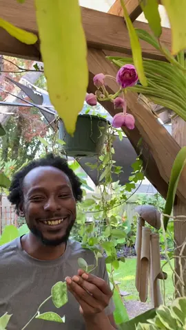 Check check can you hear me! I have some positivity for you #positivity #smile #plants 