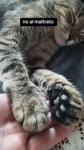 no al maltrato, alcemos la voz por los que no tienen voz #noalmaltratoanimal #adopted #Love #gatoslocos 