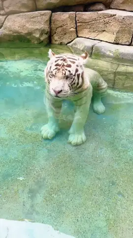 How do little tigers get through the hot summer?#tiger #animals 