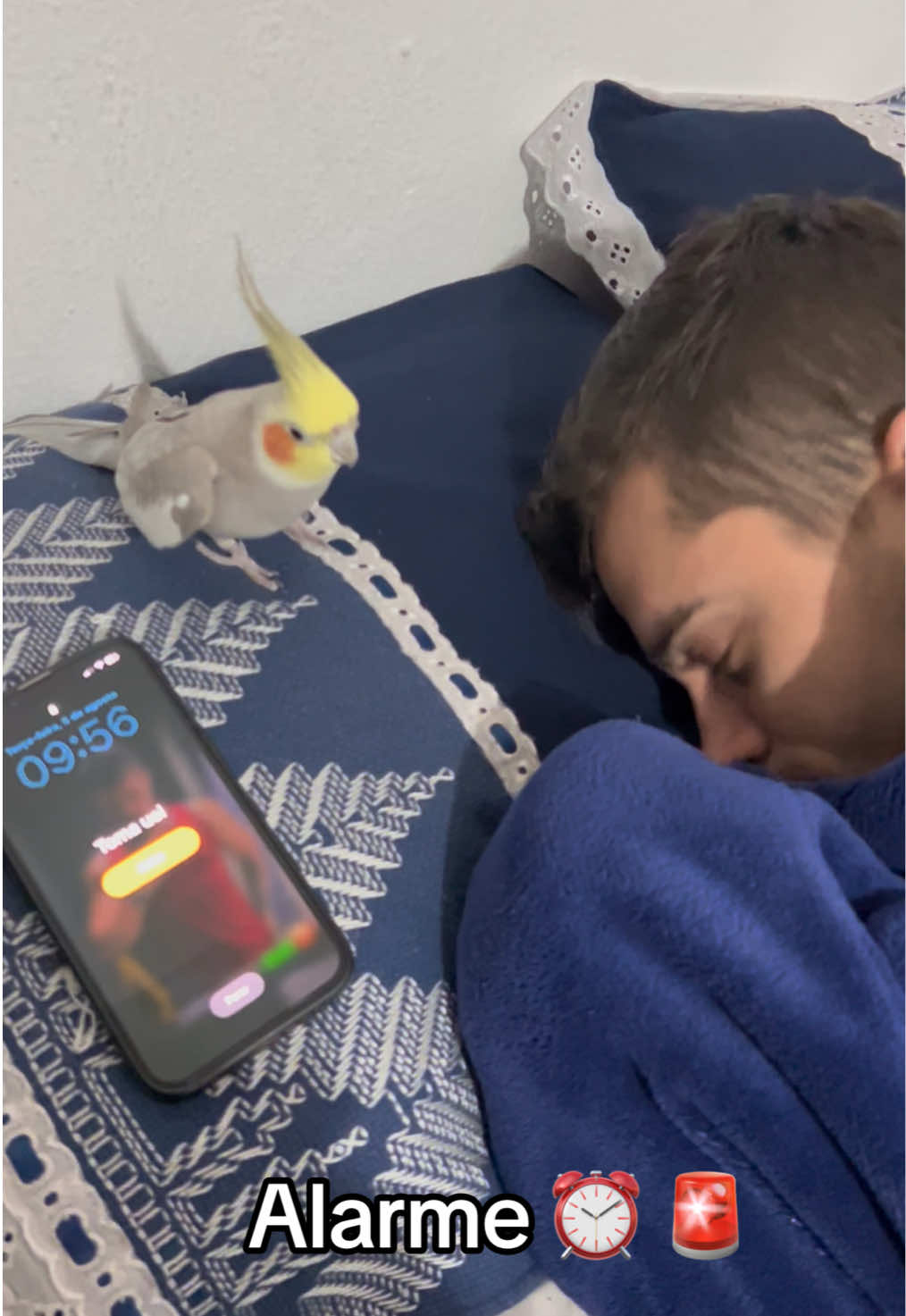 Despertador indesligável 😂🦜⏰   #calopsitas_mansa #ariel_calopsit #calopsitasnotiktok #calopsitabrasil #calopsitaporamor #calopsitafalando #calopsitafalando #passaro #calopsita #animalestiktok #familiaaddams #despertador #iphone #alarme