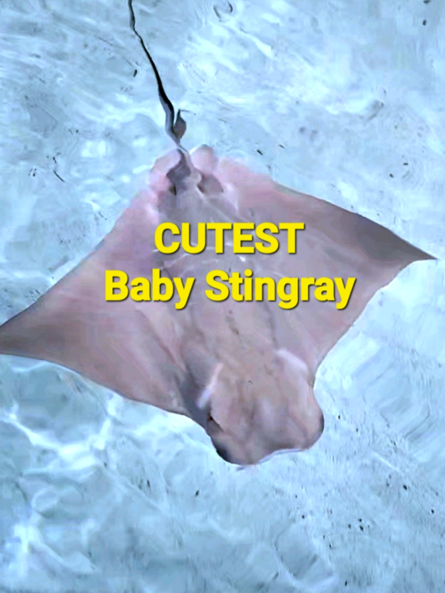 #babystingray  #babystingrays #babyanimals  #animalbaby 