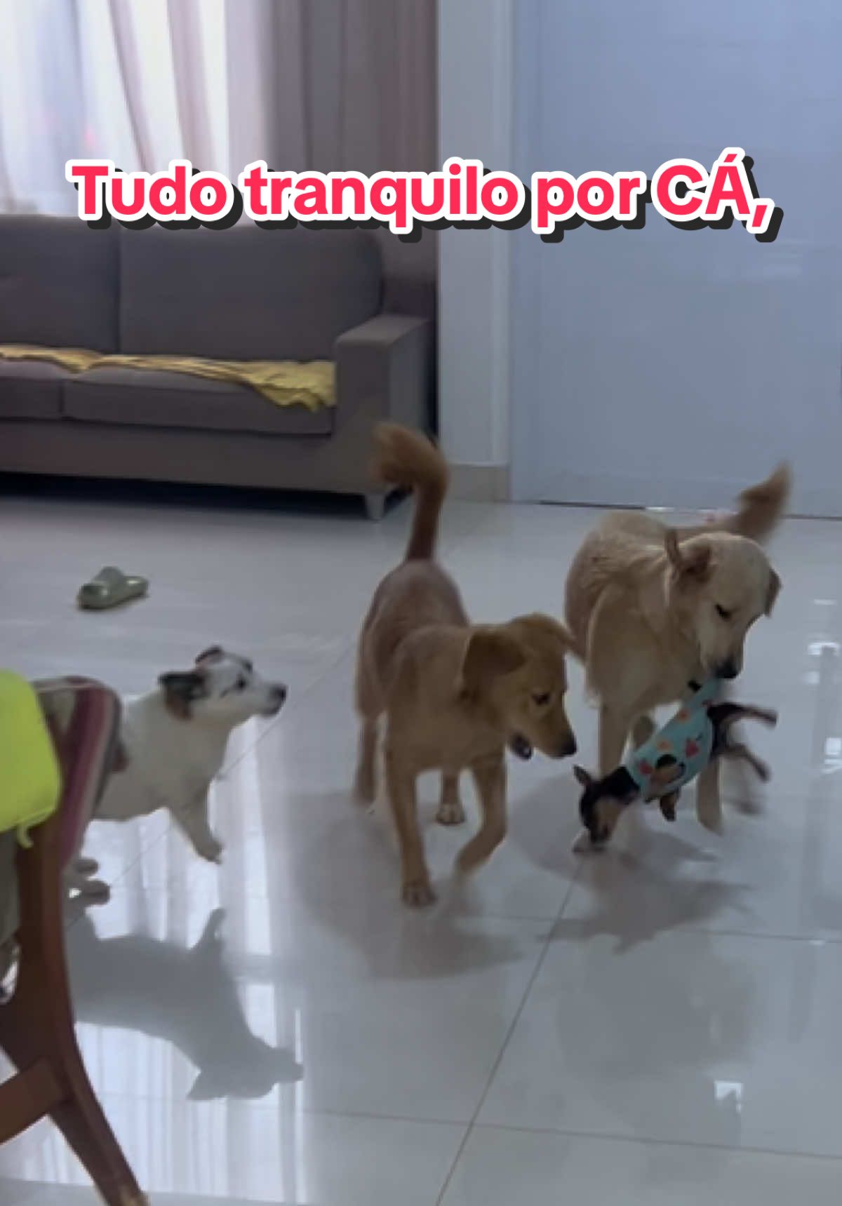 Ja sei que vão falar ate🤦🏼‍♀️ Eles estão apenas brincando com supervisão , ngm se machuca #pets 