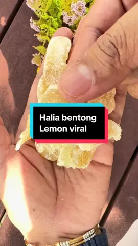 Replying to @user8155913761808 halia bentong hq dia di bentong pahang. Jika luar dari pahang boleh beli di beg kuning . #haliabentong #haliabentongpahang #asamhalia 