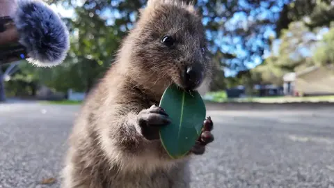 #quokka#cutequokka