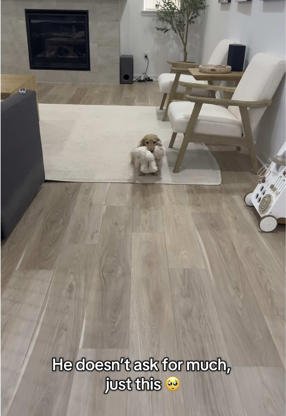 He deserves the world 😭😭 #dog #dachshund #dogsoftiktok #dachshundsoftiktok 