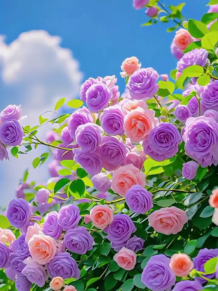 #rose #flowers #naturebeauty #naturelover #niceview #relaxing #amazing #longervideos #videobackground #livewallpaper #freetouse #usenow #trending #viral #foryoupage #foryou 