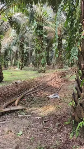 tagihan listrik mahal ini solusinya #fyp #viral #lamputenagamatahari 