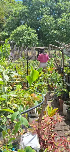 gente aqui é o paraíso das plantas #rumoaos30k❤ #registrodevida 
