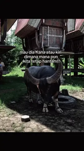 all in#bospadatindo #tedongsilaga #kptstoraja🐃🐃 #fyppppppppppppppppppppppp #tedongailaga🐃🐃 #arenakalimbuangkapalapitu #arenakalimbuangkapalapitu 