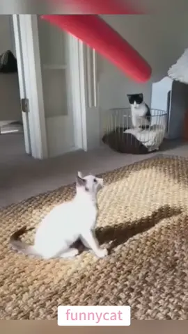 so funny!!!#cats #cutecats #foryou #funnytiktok #funnyvideos #usa #funnyanimals #fypシ #cute #funnycat #catlover #funnypets #viral #funny
