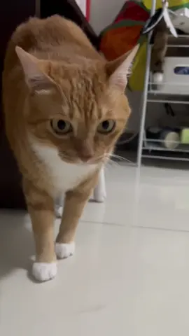#kittycatsoftiktok #viral #ragdoll #funnycat #chill  GG💗💗