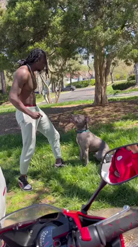 Pitbull owners are different 🐶😮‍💨🤯 #doggybestfriend #funnydog #doggielife #dog #funnyanimal #bestfriend #bestfriendsforever #doglover #dogplay #rough #pitbull #pitbulllife #pitbulldog