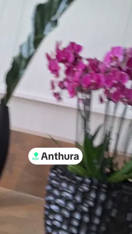 #Anthura #Bleiswijk #Werk #