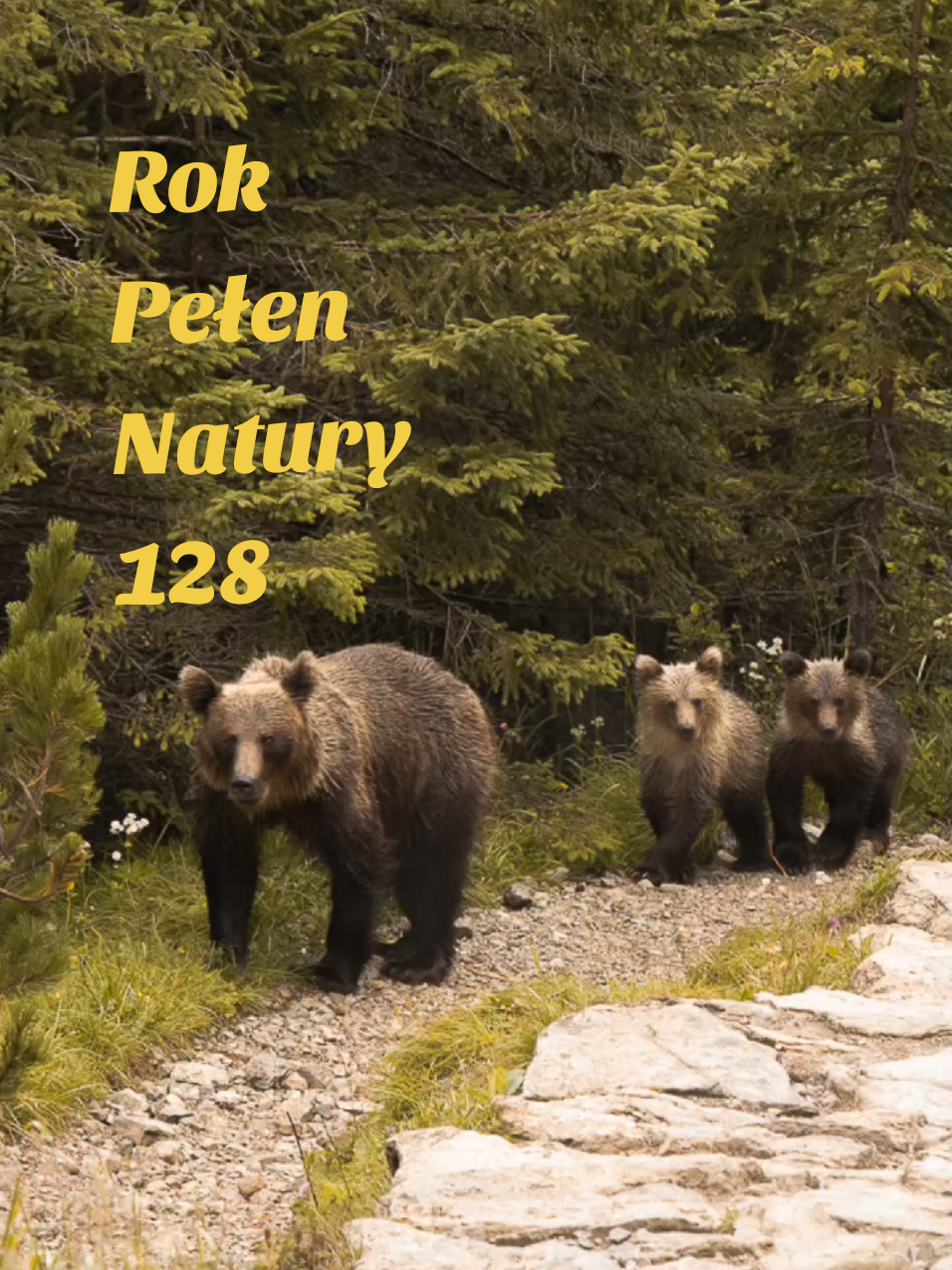 Dzień 127/365 - dzisiaj spełniło się moje marzenie i ziścił się jeden z największych lęków, spotkałem niedźwiedzie! Mała rodzina składająca się z matki i dwóch młodych, beztrosko krążyła między szlakiem i otaczającym go lasem. Wokół zrobiło się całkiem spore zbiorowisko przestraszonych turystów, łącznie ze mną!  Kiedy upewniłem się, że matka nie jest agresywna i reaguje tylko na osoby, które nierozważnie podchodzą bliżej, wybrałem bezpieczny punkt, zrobiłem kilka zdjęć z odległości dobrych kilkudziesięciu metrów i poszedłem swoją drogą! Pamiętajcie, że niedźwiedzie to niebezpieczne zwierzęta, w przypadku ich spotkania należy zachować spokój i ostrożność. Nie biegnijcie, nie odwracajcie się, nie patrzcie im w oczy. W znacznej większości przypadków jeśli niedźwiedź nie poczuje zagrożenia, pójdzie spokojnie swoją drogą - a jeśli nawet zmierza w waszą stronę, po prostu powoli zacznijcie się wycofywać. Dajcie niedźwiedziowi znać, że jesteście, mówcie głośnym spokojnym głosem, patrzcie w jego kierunku i powoli się cofajcie, a wszystko powinno skończyć się przygodą o której będziecie opowiadać każdemu zainteresowanemu 💚 Jestem niesamowicie wdzięczny za tę przygodę, nie spotkało mnie w górach nic równie pięknego! Miłego dnia wam życzę! #rokpelennatury #fotografia  #niedźwiedź #zwierzęta #tatry 