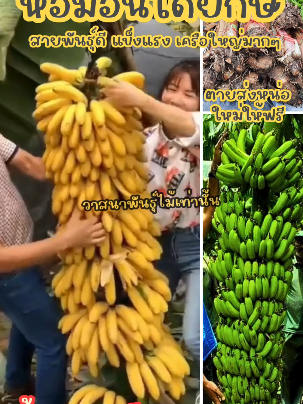 ‼️เกิดมาไม่เคยเห็น‼️🌱 หน่อกล้วยหอมยักษ์อินโดแท้ ซื้อ 1 แถม 1 199 บาท 📦 ส่งฟรี + เก็บเงินปลายทาง ไม่ต้องโอนก่อน  🔥 หน่อใหญ่! ทุกหน่อแช่น้ำยาเร่งราก + ยาฆ่าเชื้อ พร้อมปลูก 📘 แถมฟรี ‘คู่มือการปลูก’ เข้าใจง่าย ทำตามได้เลย  🚚สั่งวันนี้ ส่งทันที ไม่มีดองออเดอร์ 🛡️ รับประกันความคุ้ม: ปลูกไม่รอด ยินดีส่งใหม่ให้ฟรี หรือคืนเงิน   #กล้วยน้ําว้า #สวนกล้วย #หน่อกล้วย #กล้วยหอมยักษ์อินโด 