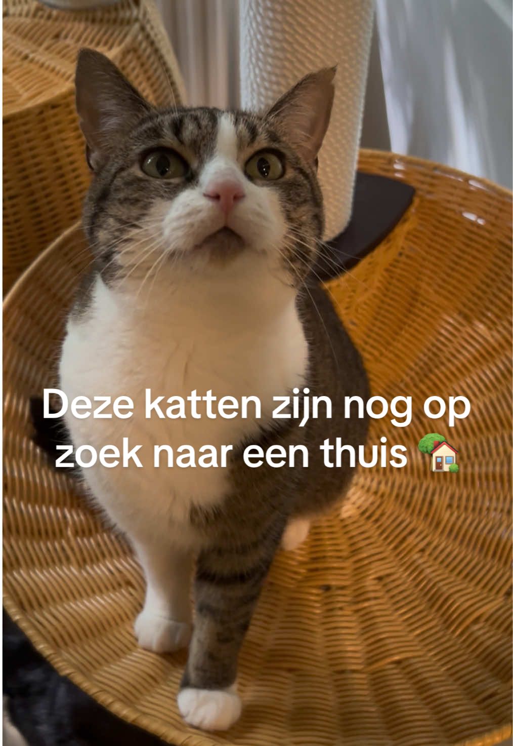 Deze katten zijn nog op zoek naar hun forever home 🏡💙 Ieder met een eigen verhaal, maar wij vinden ze allemaal even bijzonder 🫶🏼 Verliefd geworden op een van deze knapperds? Neem een kijkje op onze website voor meer informatie! 🥰 #asielkat #sheltercats #dierentehuisdenbosch #adoptdontshop #katten #dierenasiel #animalshelter