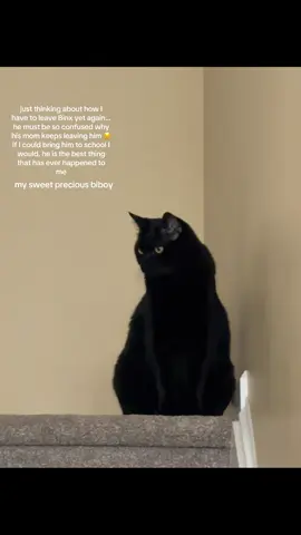 #college #binx #cat #catsoftiktok #sad #catlover #sadness I don’t wanna leave him bro💔