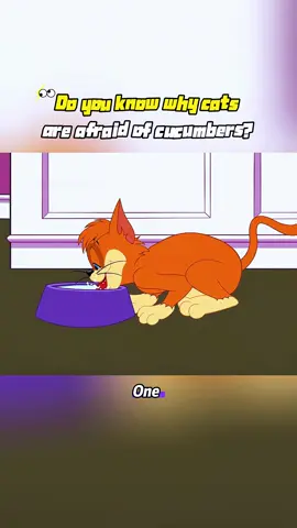Do you know why cats are afraid of cucumbers?#movie #shorts #tomandjerry #flim #TikTok #animation #fyp #recap 
