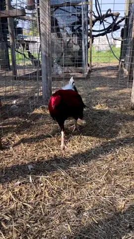 À definition of a monster pure jd cock up for discussion  #ndiana #mexico #gamebirds #gamebirds #sanantonio            