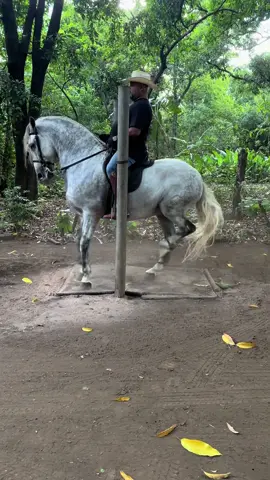 #quechulasademujer#VicenteFernandez #caballos #caballosbailadores 