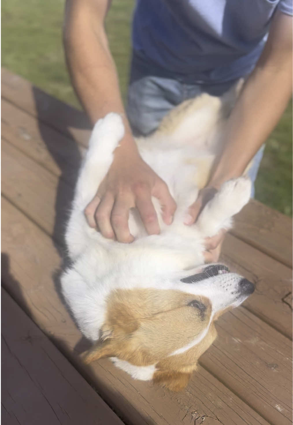 Bridger got a bath and his brush is packed away — so scratching the hair off of him is the solution. Gremlin mode was activated 😂😂  Next on spa day is tackling those claws he has  #corgi #bathtime #shedding #dog #gremlin #drama 