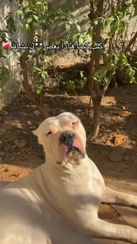 #شعب_الصيني_ماله_حل😂😂 #dogsoftiktok #fy #dogoargentino #شاشه_سوداء #تصميم_فيديوهات🎶🎤🎬 