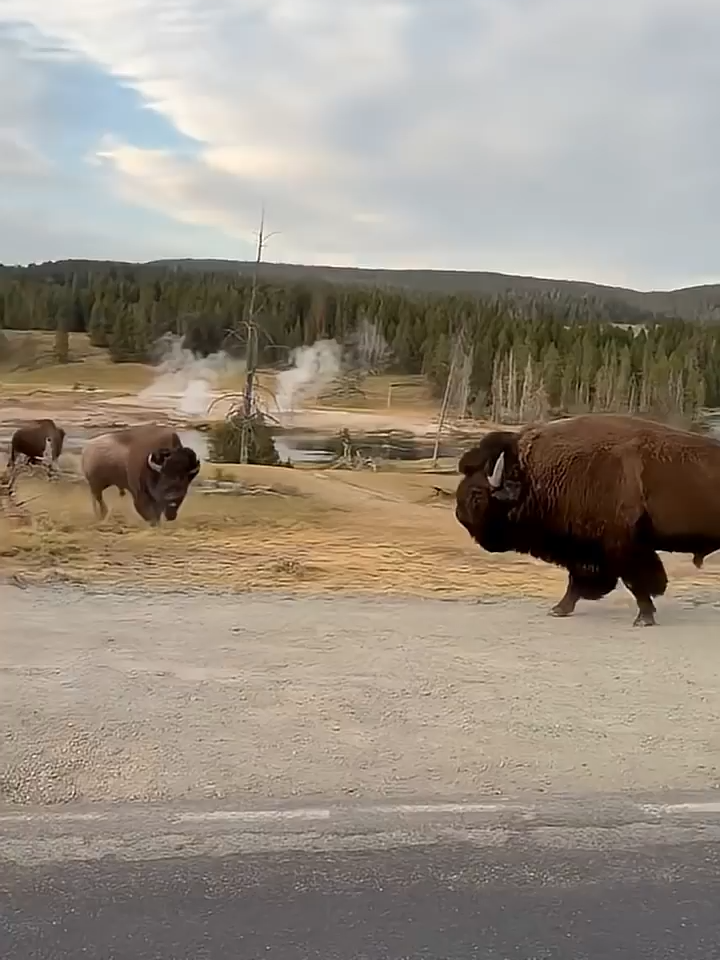 Bison fight Yellowstone national park (720p)#yellowstone #bison #fight