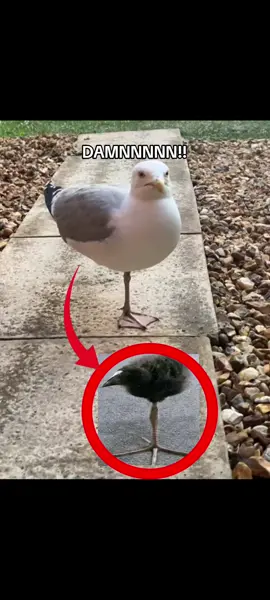 one leg bird 2 #onelegbird #brainrot #memestiktok #goofybroo #fyp 