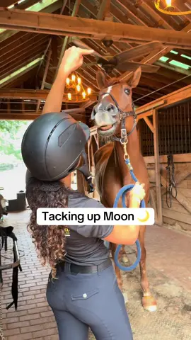 check em out! @Amiko & Friends  #horse #equestrian #foryoupage #horsegirl #viralvideosofficial #horselife #horses #fyppppppppppppppppppppppp #giant4yearold #equestrianlife #horseshow #horsesontiktok #horsetok #viral 