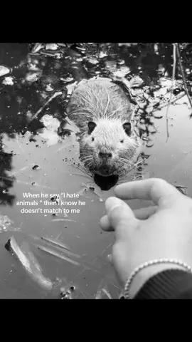 Love them sooo much #fyp #videoviral #views #animal 