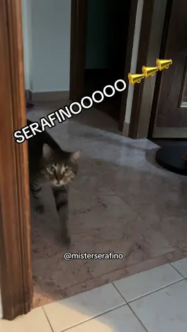 🔵Profilo ufficiale di Mister Serafino🔵  Qualcuno prende i miei video e apre le pagine spacciandole per Serafino.  State attenti a non confondervi. Segnalatele grazie. 
