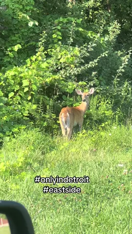 THIS  DEER GOTS TO BE LOST JUST WALKING AROUND IN THE HOOD MF AINT SARE OR NOTHING JUST LOOKING AT THE DOGS AND PEOPLES PASS BY #EASTSIDE #detroit #foryoupage #fypシ #onlyindetroit push that follow button 