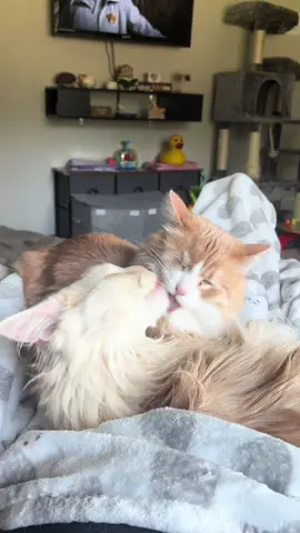 Bath time for the boys #cat #catsoftiktok #fyp #foryoupage #mainecoon 