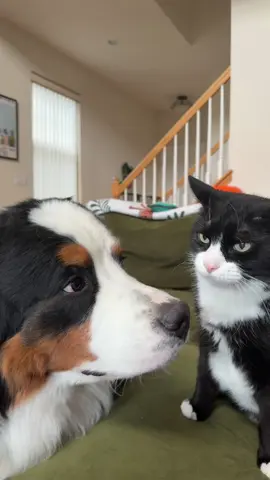 Siblings core ✨ #dogandcat #catsoftiktok #dogsoftiktok #stepbrothers 